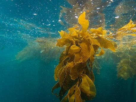 Picture of kelp floating in the water