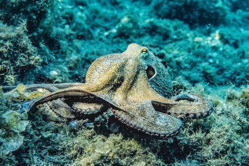 Picture of an octopus