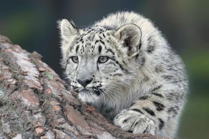 Picture of a snow leopard cub