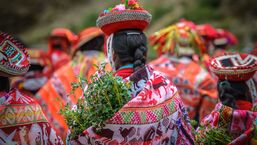 Picture Picture of Peruvian women in formal dress, carrying tree saplings