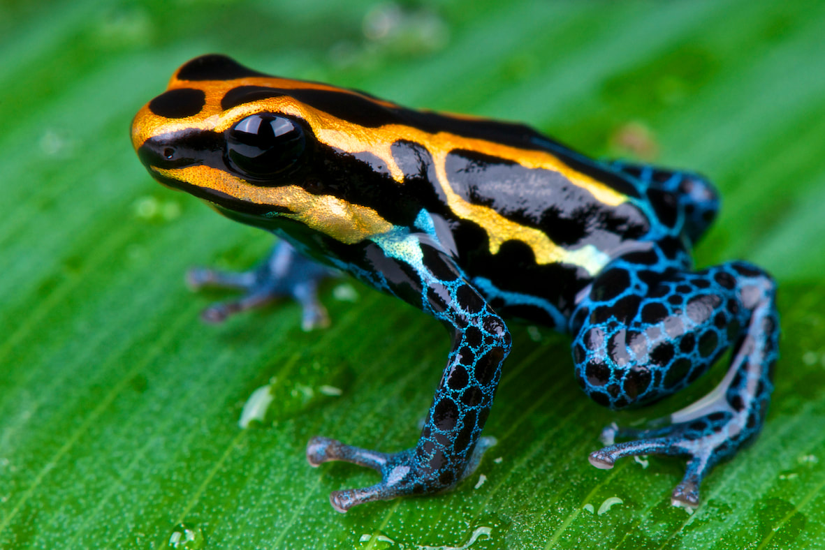 Picture of amazon frog showing biodiversity in Brazil