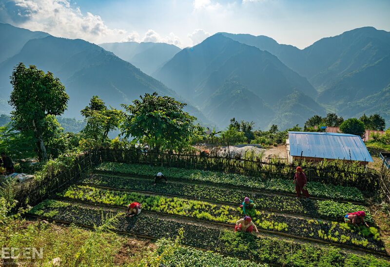 Picture of tree nursery in Nepalese mountains