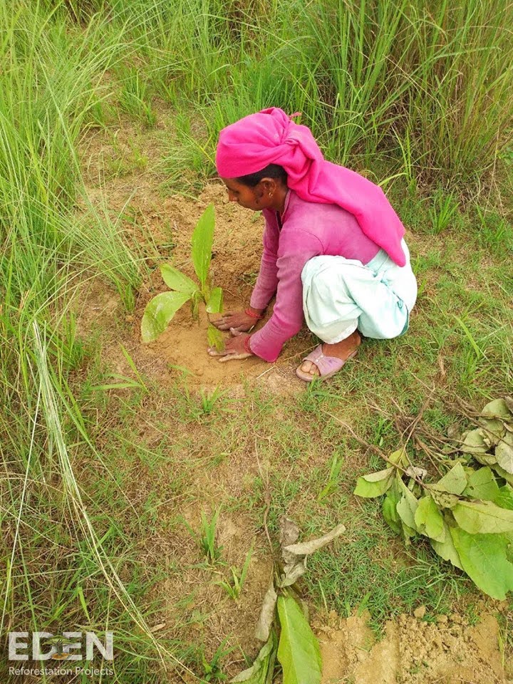 Tree planting in Nepal.