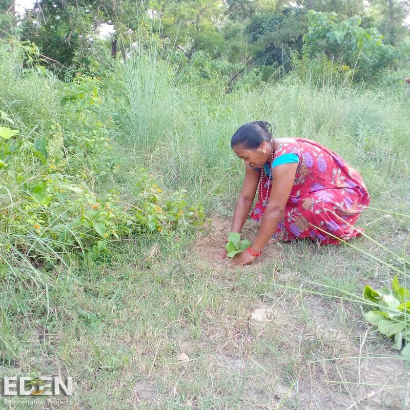 Woman planting a tree in Nepal