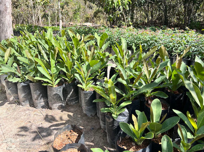 Large saplings ready to be transported to where they will be planted in the reforestation project,  Cerrado, Brazil