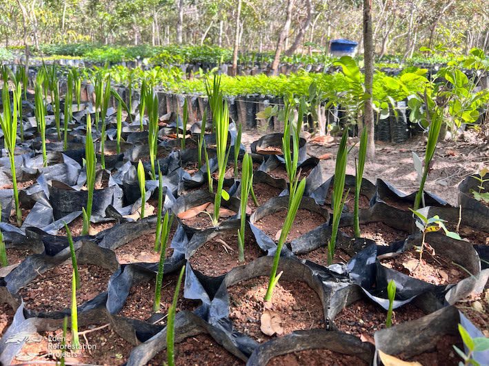 Saplings growing in the tree nursery, Brazil