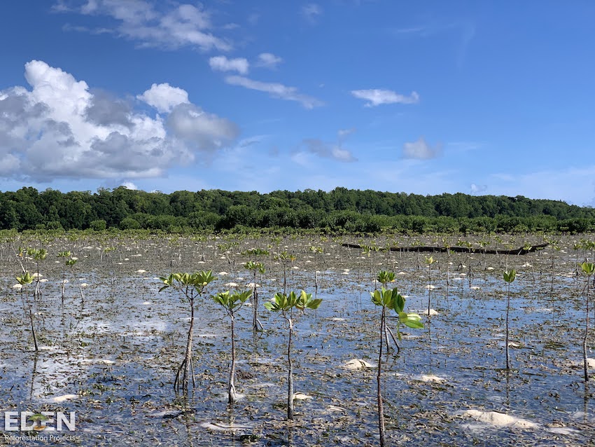 Mangrove forests recently planted in Indonesia