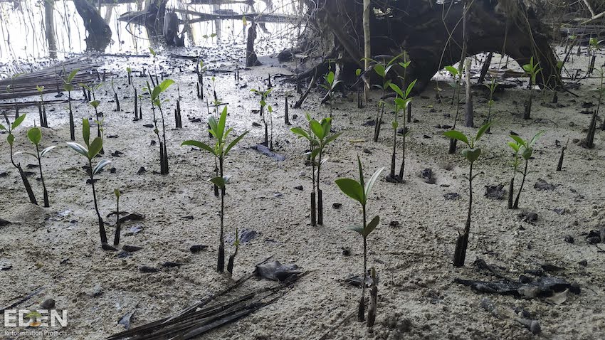 Young mangroves growing in Indonesia