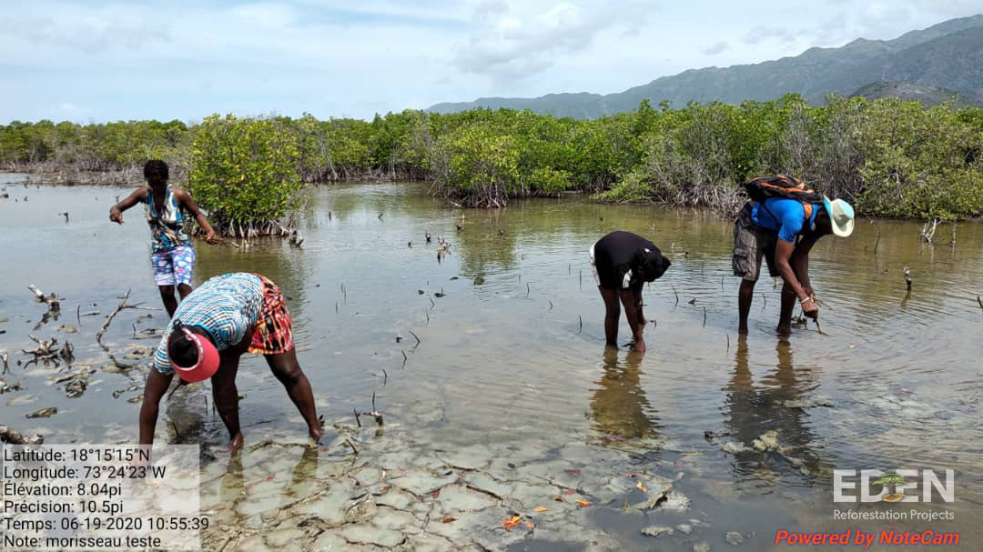 Picture of people planting mangroves