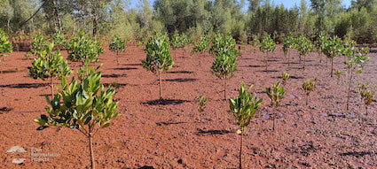 New mangrove trees growing in Madagascar
