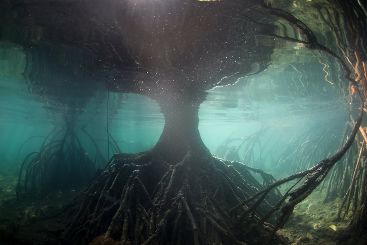 Underwater photo of mangrove roots