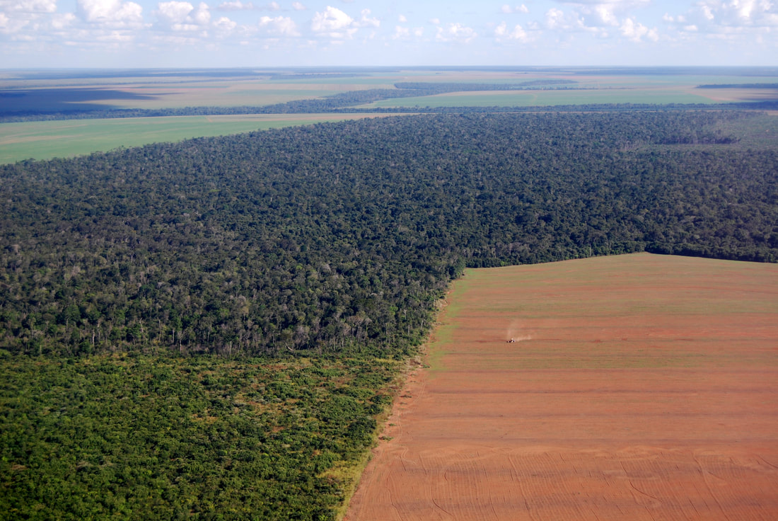 Picture of deforestation in the Amazon Rainforest