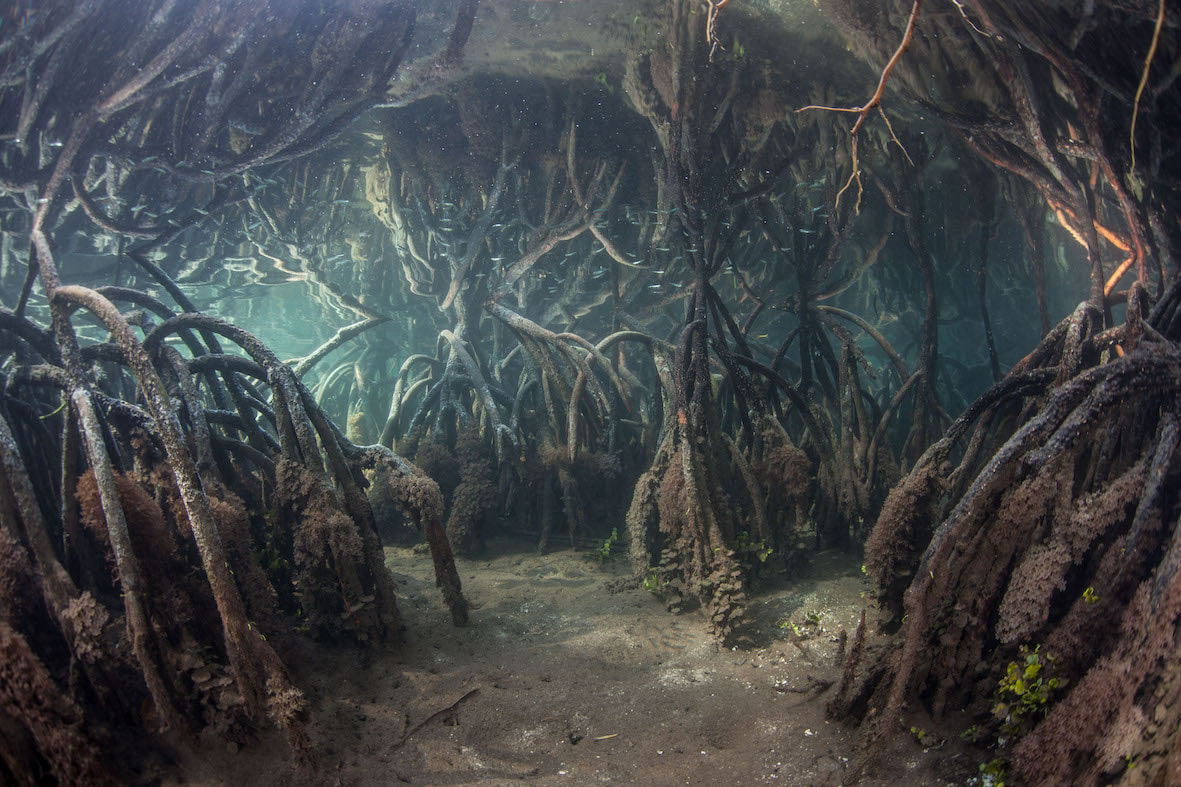 Picture of Mangrove roots under the water
