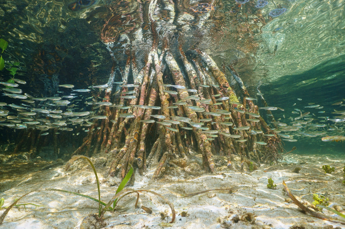 Picture of fish swimming amongst mangrove roots