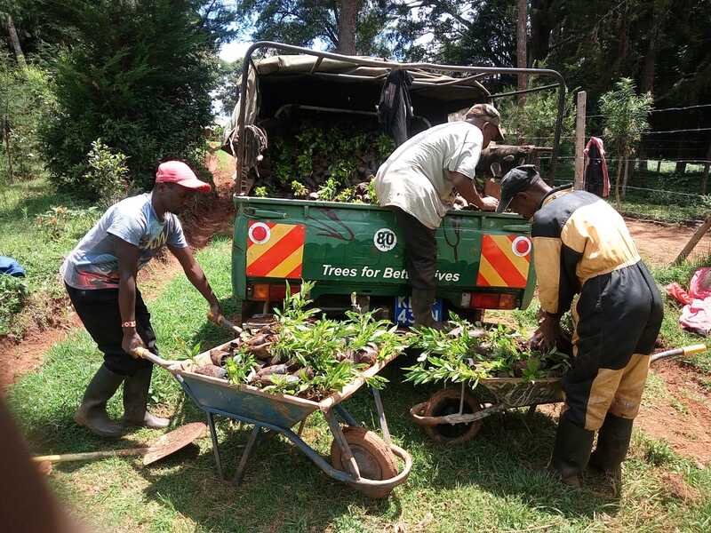 Picture of tree saplings being unloaded from a truck in Kenya