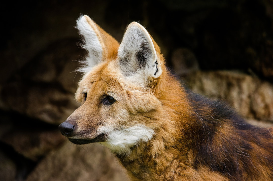 Picture of a Maned Wolf