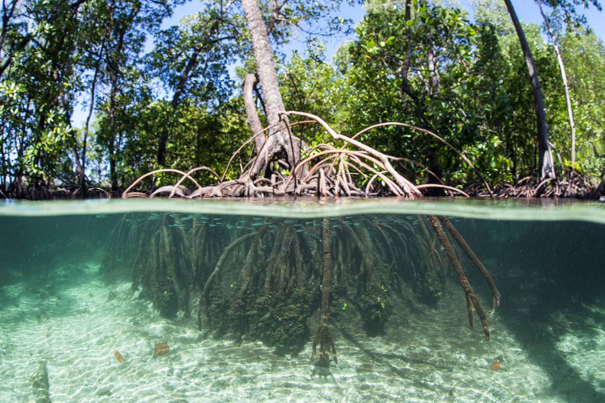 Picture of a mangrove with it's roots under water