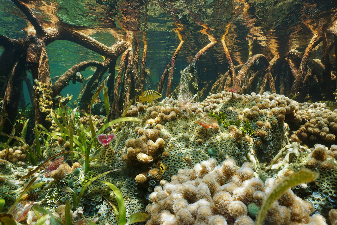 Mangrove trees Coral Reef