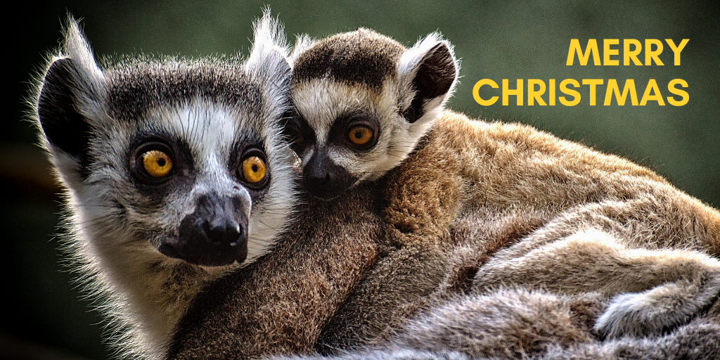 Picture of a Lemur Christmas card