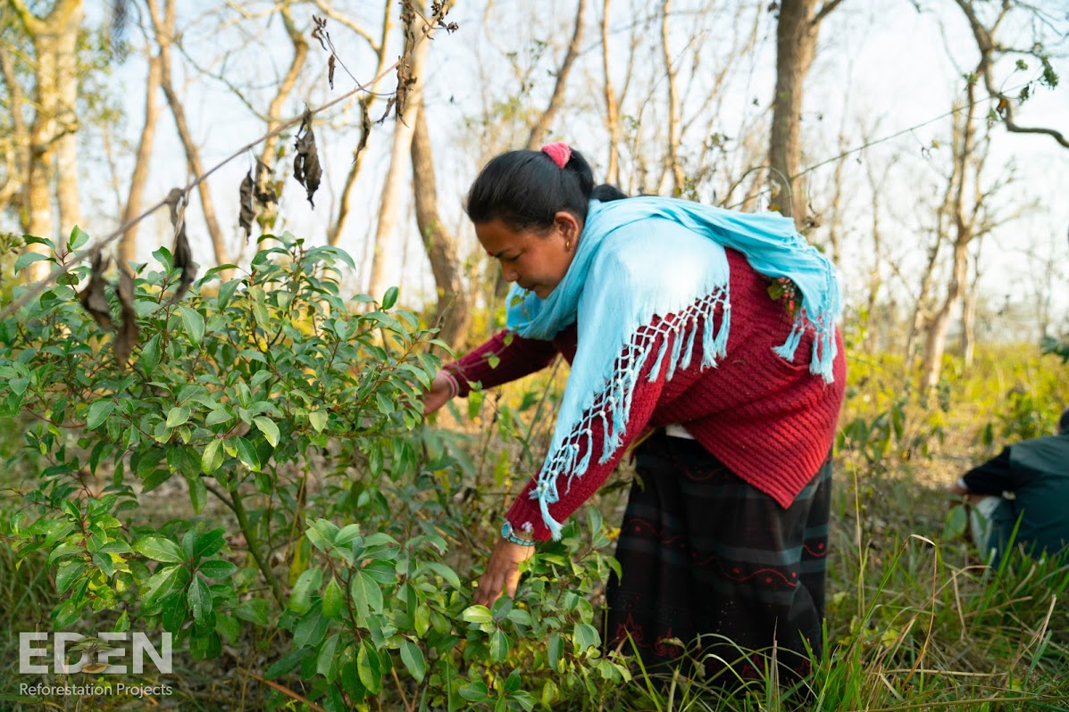 Woman planting a tree in the forest in Nepal