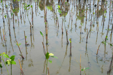 Recently planted Mangrove Trees