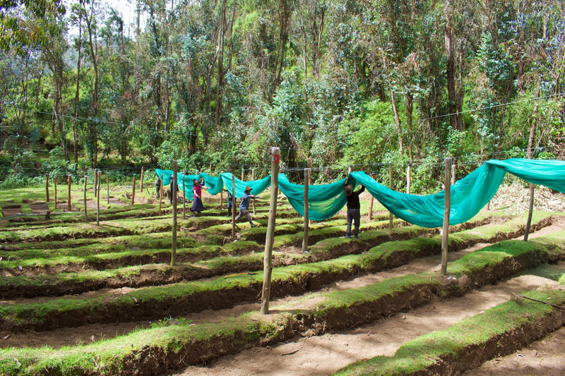 A tree nursery in Peru