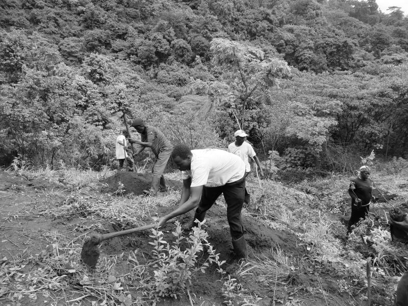 Picture of the local community members planting the trees