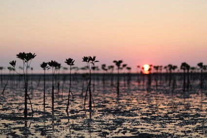 Picture of baby mangroves growing out of the soil with the sun setting behind
