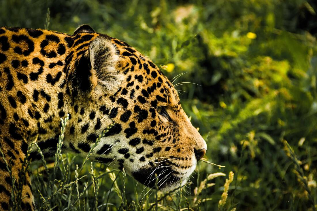 Picture of a Jaguar