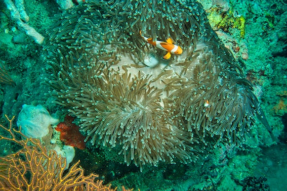 Picture of clown fish and coral