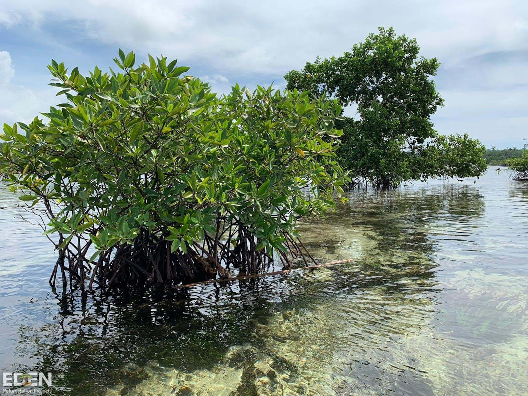 Mangroves in Indonesia