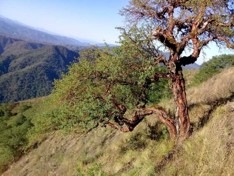Picture of an old Polylepis tree on the hillside in the Andes
