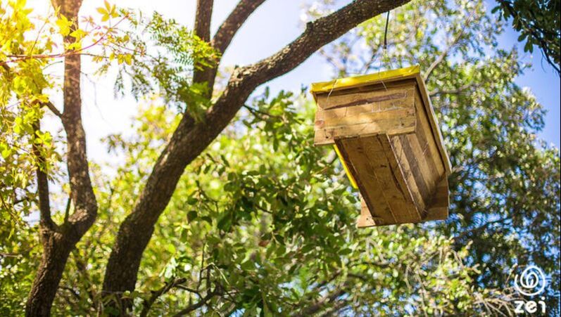 Picture of a bee hive hanging from the branches of a tree