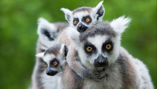 endangered species lemur