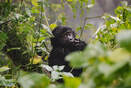 Endangered gorilla in jungle