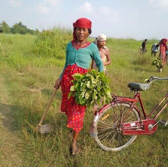 Picture of Nepalese woman planting trees