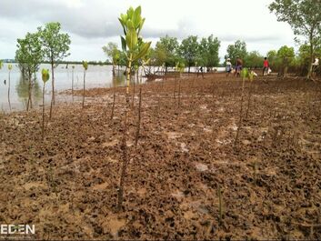 Mangrove saplings recently planted
