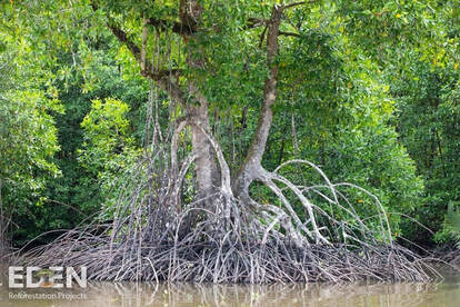 Picture of a large mangrove with exposed roots
