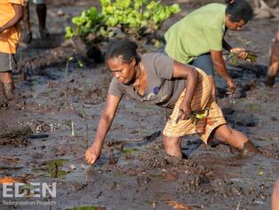 Woman planting Mangrove propugale