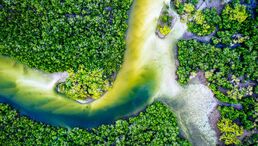 Picture of mangroves lining a snaking river