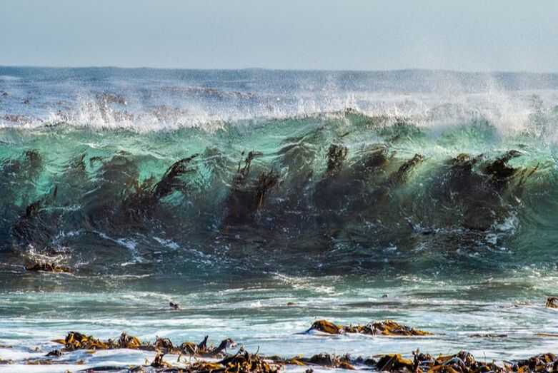 Picture of kelp in the surf