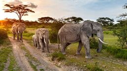 Kenyan elephants walking at sunset picture