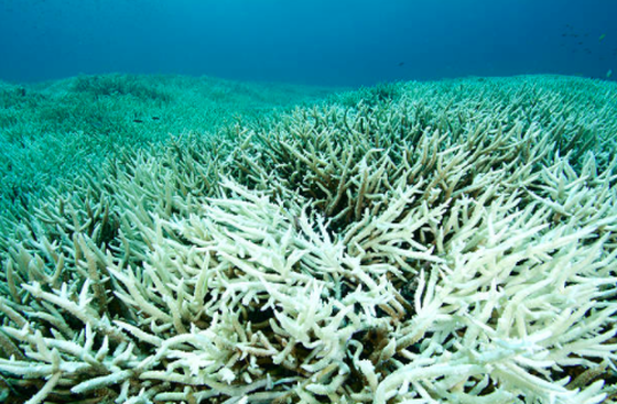 Photo of Bleached Coral