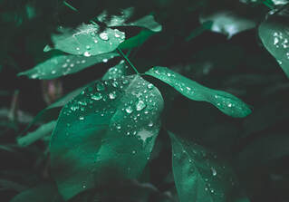Filtered water on leaf