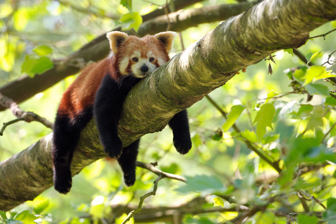 Red Panda relaxing in tree