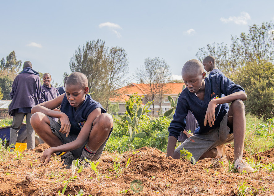 two male students planting trees in their school grounds