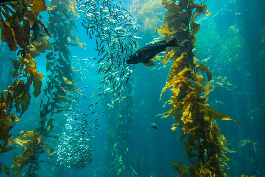 Picture of fish swimming through kelp forest