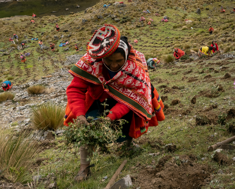 People planting saplings in the High Andean mountains of Peru