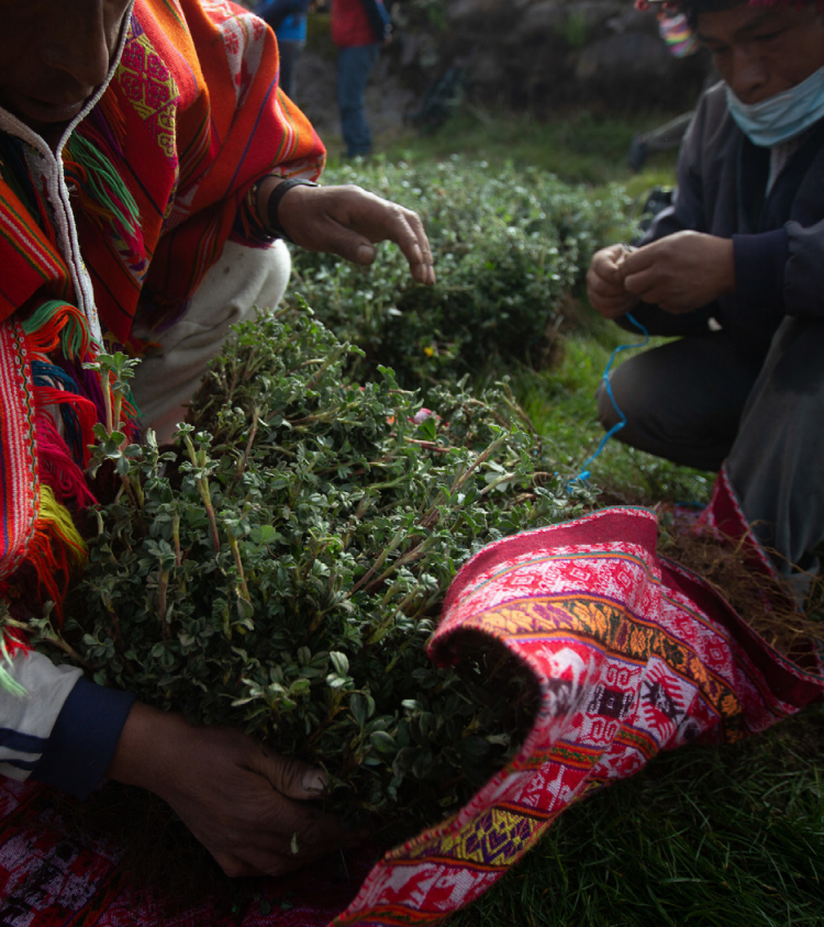 people looking after saplings in a tree nursery in Peru